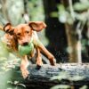 Brown Vizsla dog energetically jumping over a log with a toy ball in a lush forest.