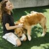Cheerful young female with curly hair smiling and scratching neck of loyal Golden Retriever dog while kneeling on grass on sunny day in yard
