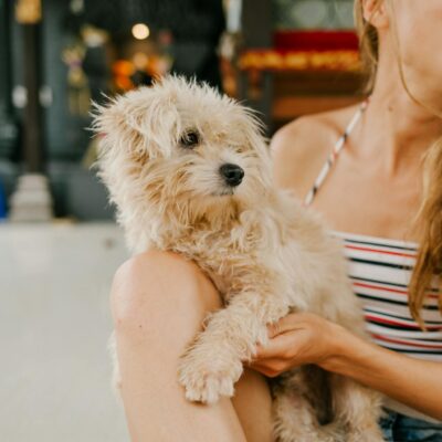 Crop anonymous female owner caressing purebred cute dog Toy Poodle while smiling brightly