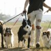 Crop anonymous female owner strolling with group of dogs of different breeds on leashes on rural road in sunny countryside