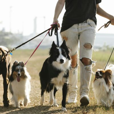 Crop anonymous female owner strolling with group of dogs of different breeds on leashes on rural road in sunny countryside