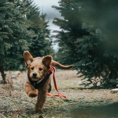 Cute Goldendoodle puppy joyfully running in an evergreen forest setting.