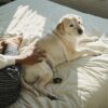High angle of African American female owner petting fluffy puppy lying on comfortable bed