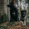 Two black dogs sitting on a forest floor next to a tree capturing natural serenity.