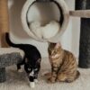 Two cute cats on a carpeted cat tree, showcasing playful pet behaviors indoors.