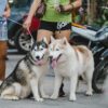 Two Siberian Huskies on leashes with owners in an urban environment, with motorcycles nearby.