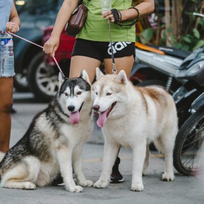 Two Siberian Huskies on leashes with owners in an urban environment, with motorcycles nearby.
